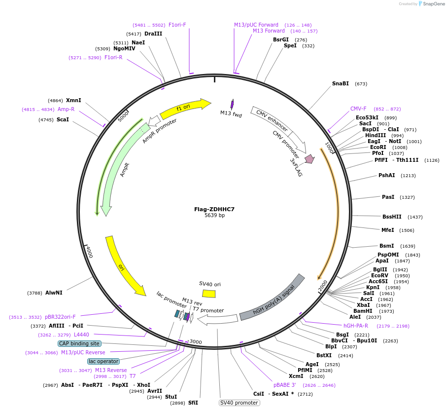 231656-plasmid-map-sequence-id-462846