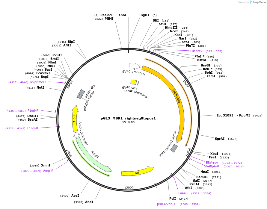 232389-plasmid-map-sequence-id-462852