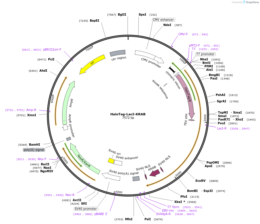 232638-plasmid-map-sequence-id-462856