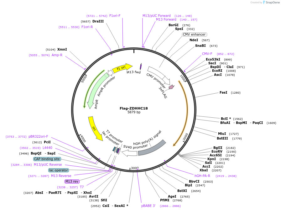 231666-plasmid-map-sequence-id-462857