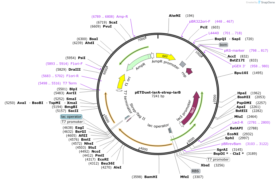 232792-plasmid-map-sequence-id-462862