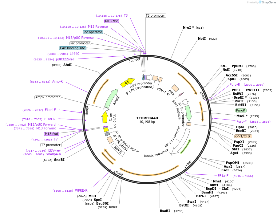 142625-plasmid-map-sequence-id-462876