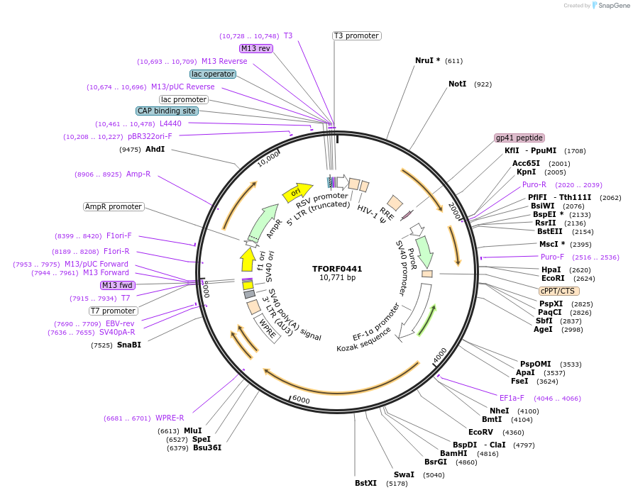 142626-plasmid-map-sequence-id-462877