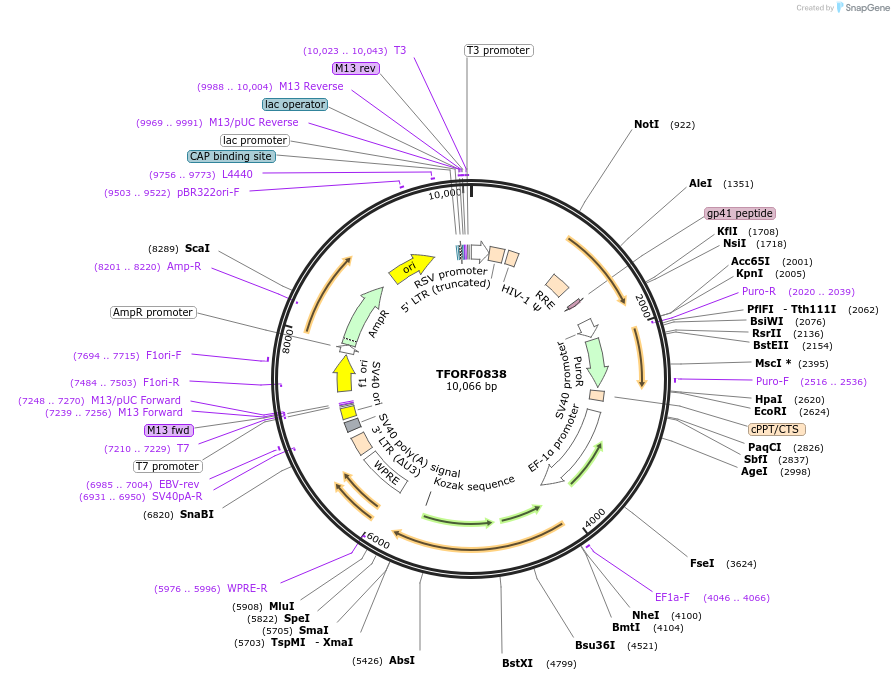 142698-plasmid-map-sequence-id-462885