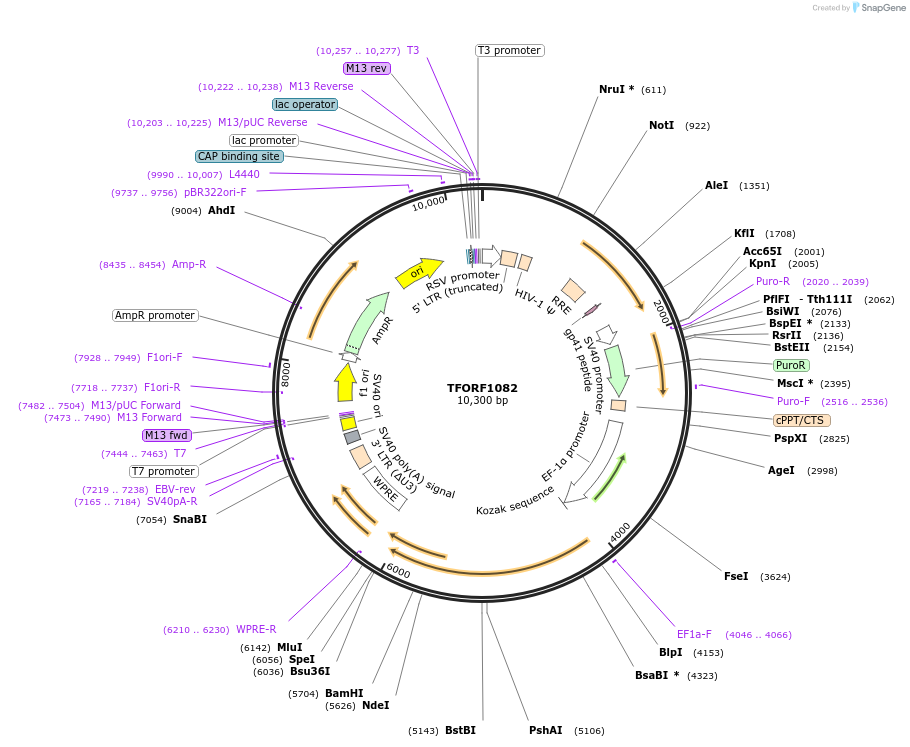 142724-plasmid-map-sequence-id-462889