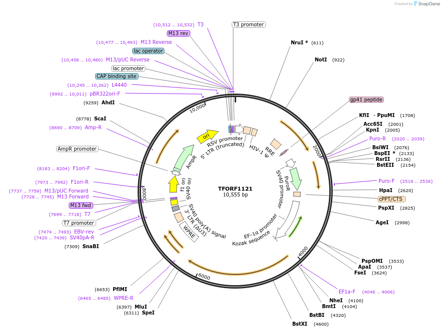 142732-plasmid-map-sequence-id-462890