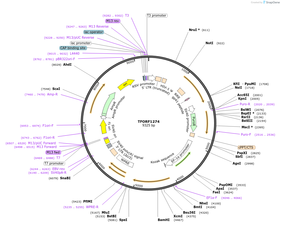 142775-plasmid-map-sequence-id-462895