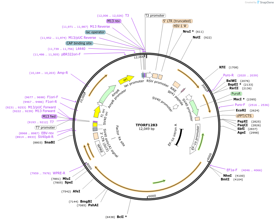 142776-plasmid-map-sequence-id-462896