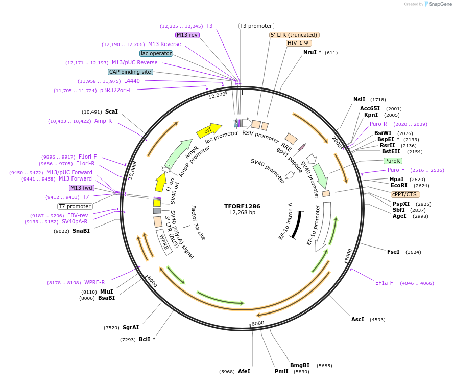 142777-plasmid-map-sequence-id-462897