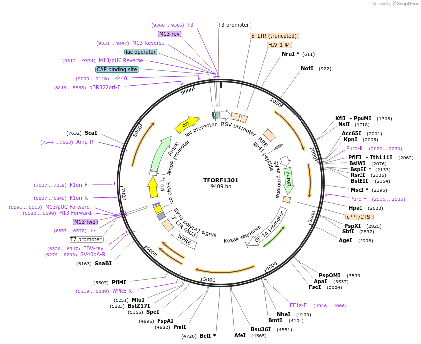 142782-plasmid-map-sequence-id-462898