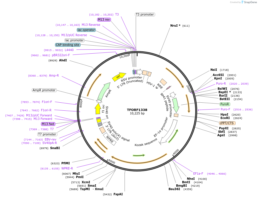142787-plasmid-map-sequence-id-462899