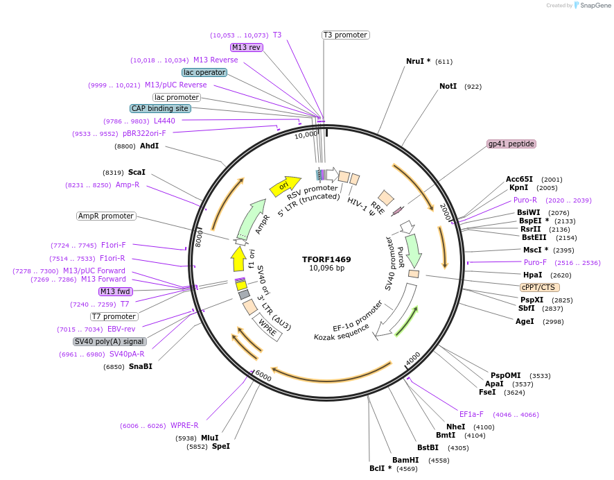 142800-plasmid-map-sequence-id-462900