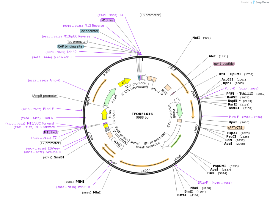 142811-plasmid-map-sequence-id-462903
