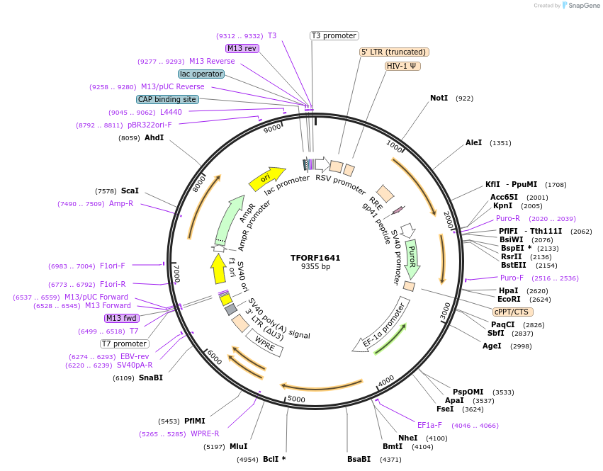 142813-plasmid-map-sequence-id-462904