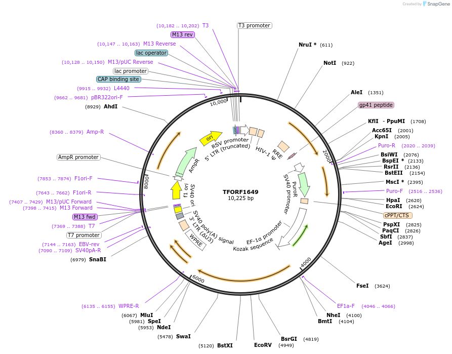 142815-plasmid-map-sequence-id-462905