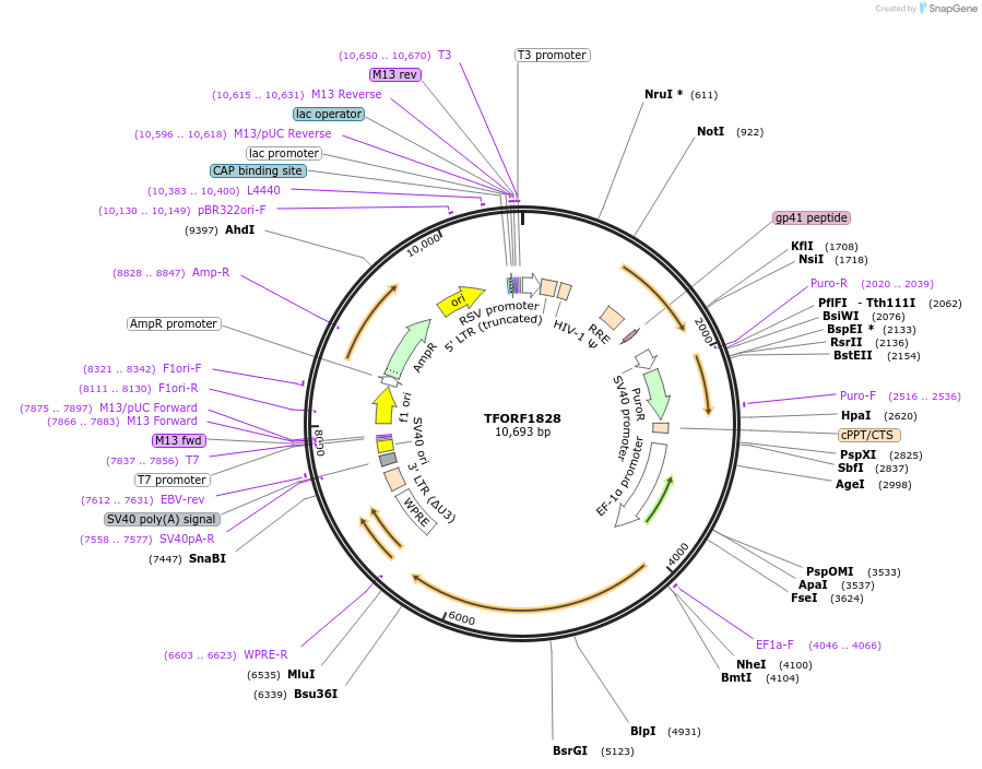 142861-plasmid-map-sequence-id-462908