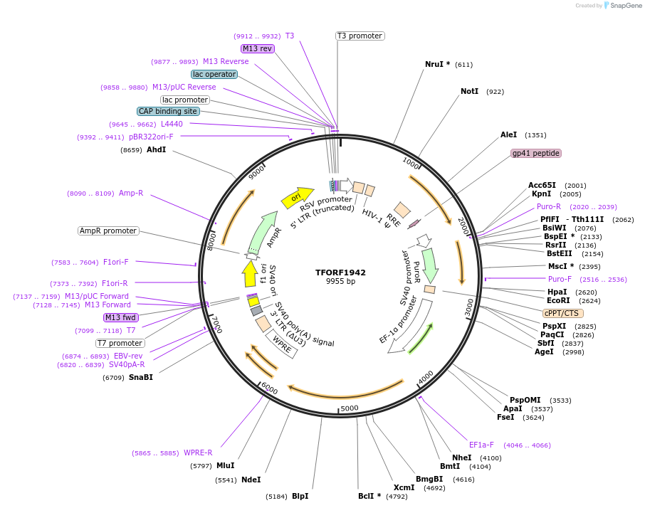 142894-plasmid-map-sequence-id-462909