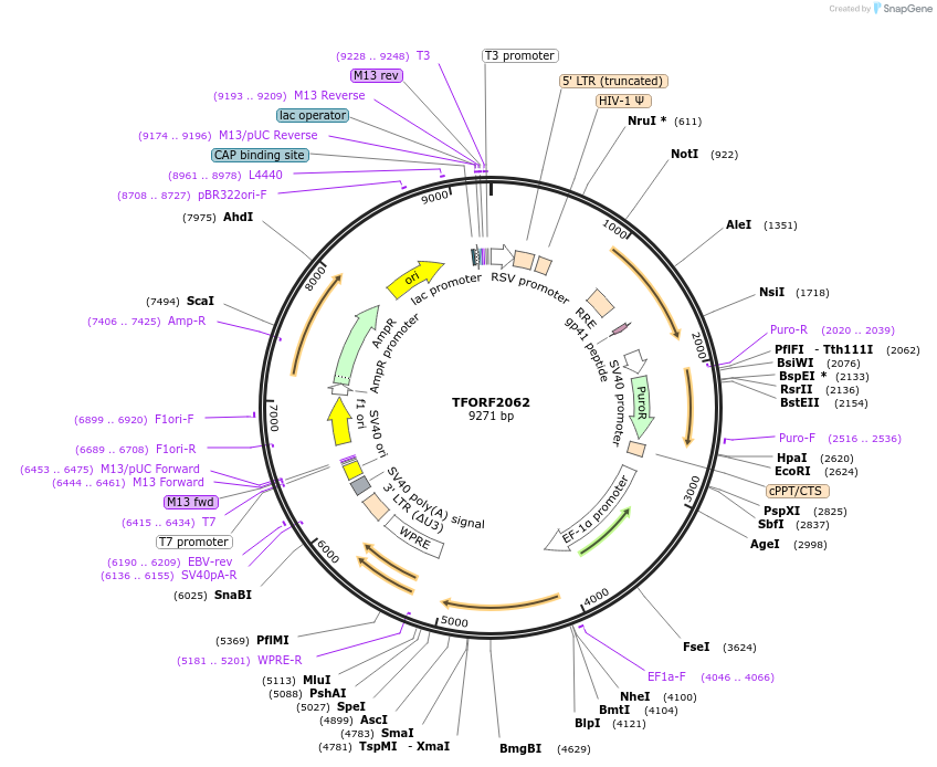 142914-plasmid-map-sequence-id-462910