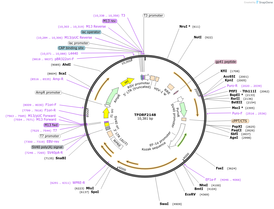142919-plasmid-map-sequence-id-462912