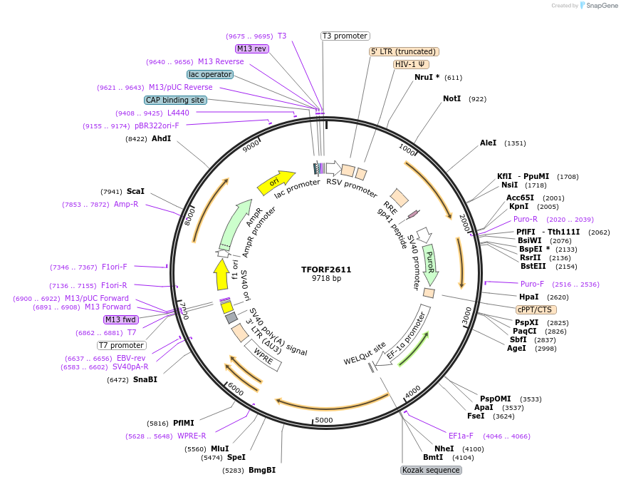 142965-plasmid-map-sequence-id-462919