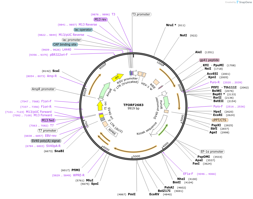 142973-plasmid-map-sequence-id-462920