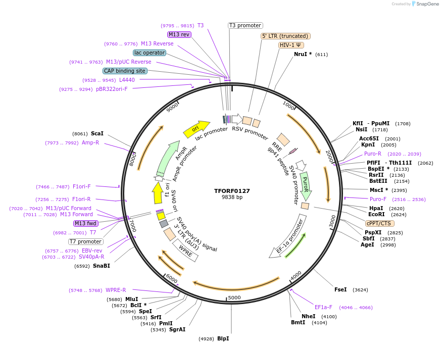 143012-plasmid-map-sequence-id-462923