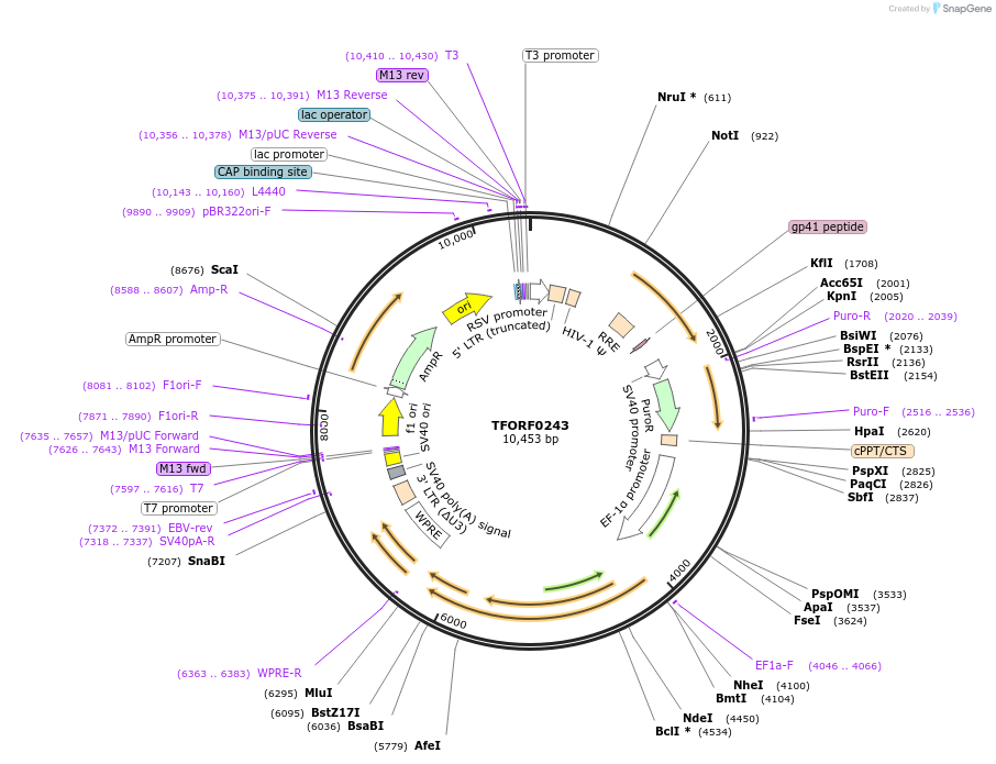 143017-plasmid-map-sequence-id-462924