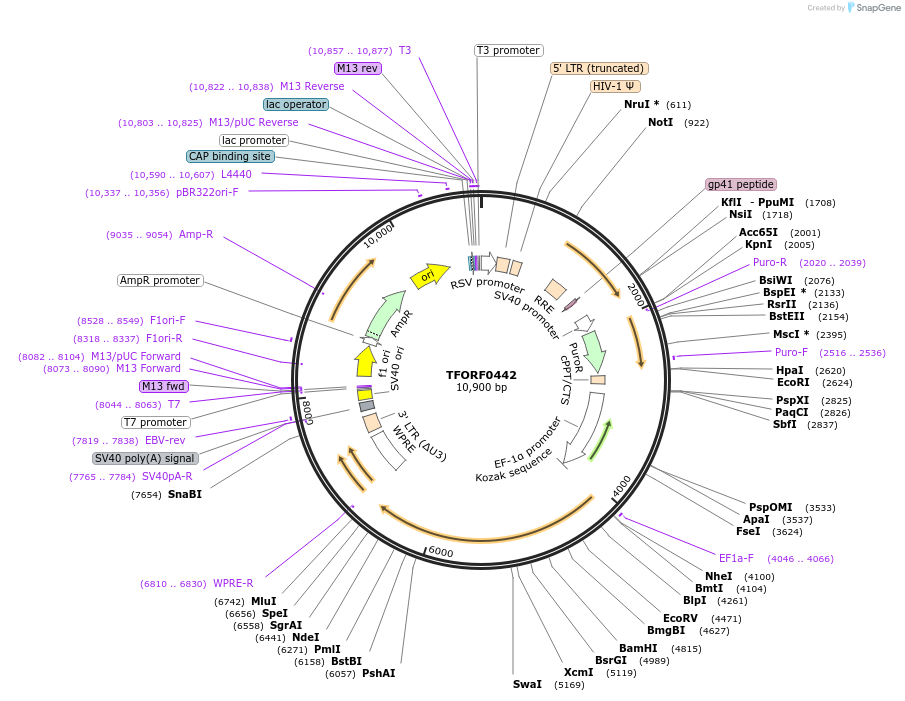 143026-plasmid-map-sequence-id-462925