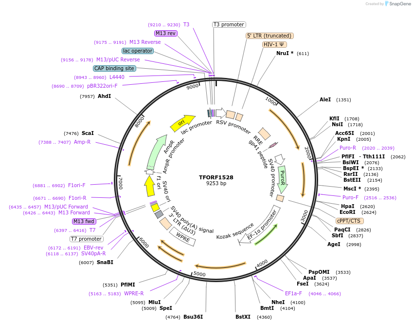 143129-plasmid-map-sequence-id-462926
