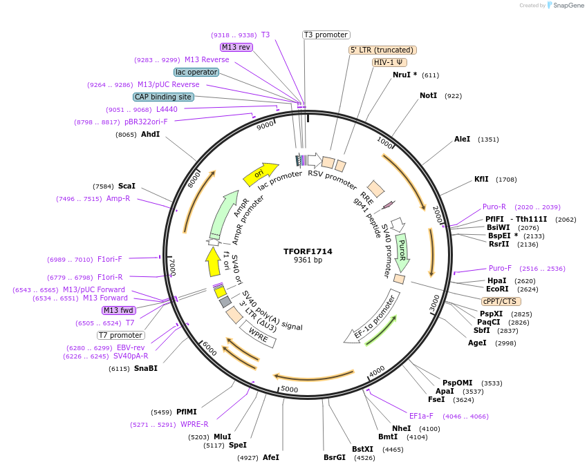 143150-plasmid-map-sequence-id-462928