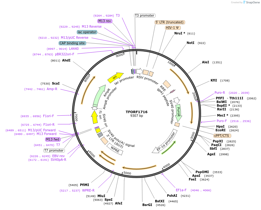 143151-plasmid-map-sequence-id-462929