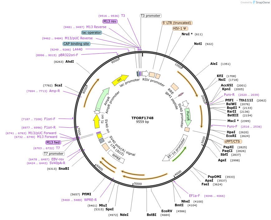 143155-plasmid-map-sequence-id-462930