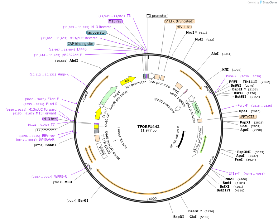 143274-plasmid-map-sequence-id-462933
