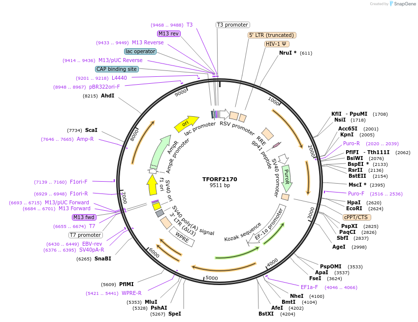 143348-plasmid-map-sequence-id-462935