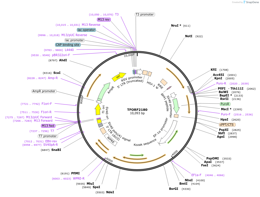 143349-plasmid-map-sequence-id-462936