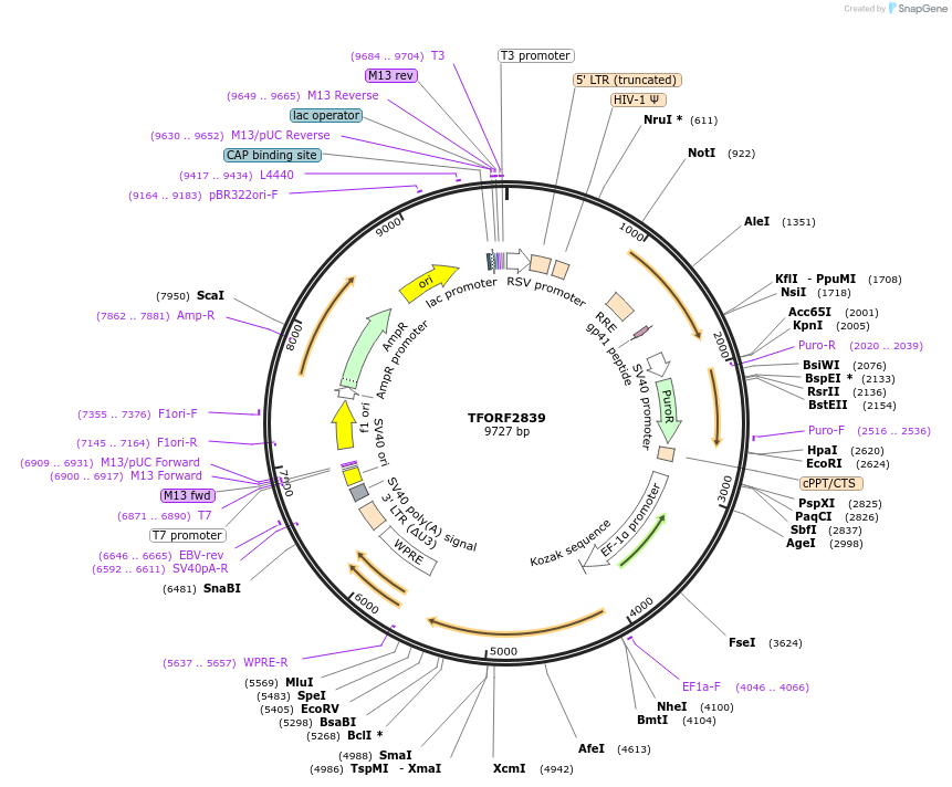 143378-plasmid-map-sequence-id-462938