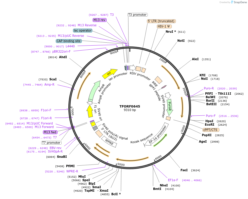 143421-plasmid-map-sequence-id-462940