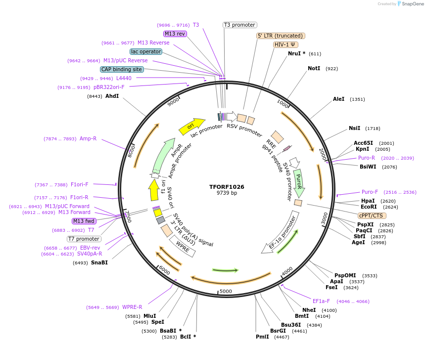 143459-plasmid-map-sequence-id-462942