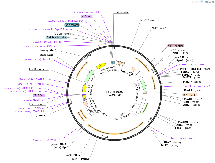 143555-plasmid-map-sequence-id-462945