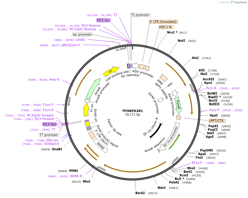 143688-plasmid-map-sequence-id-462953