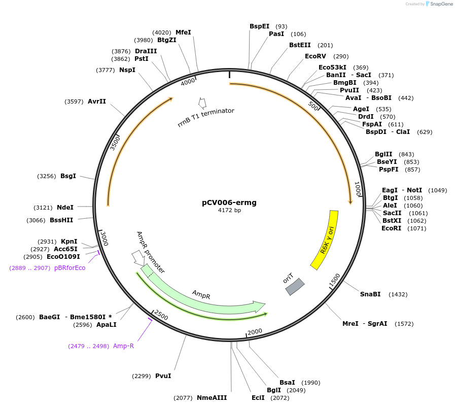 232824-plasmid-map-sequence-id-462957