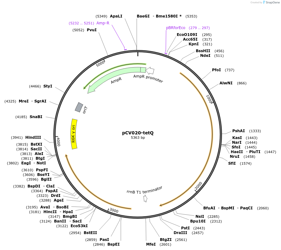 232826-plasmid-map-sequence-id-462958