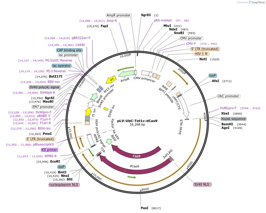 232178-plasmid-map-sequence-id-462959