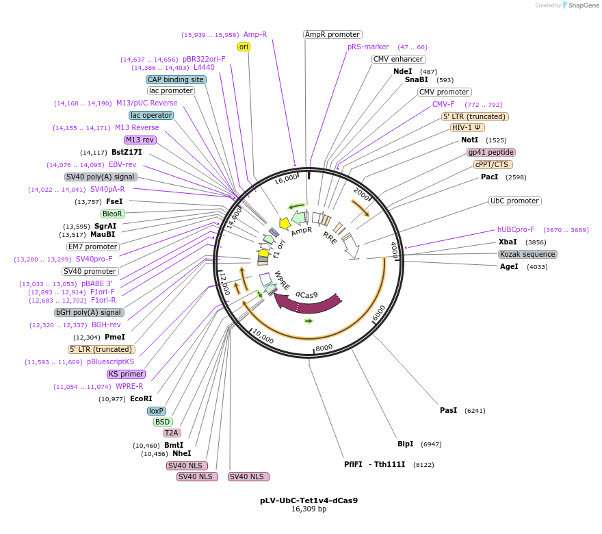 232180-plasmid-map-sequence-id-462961