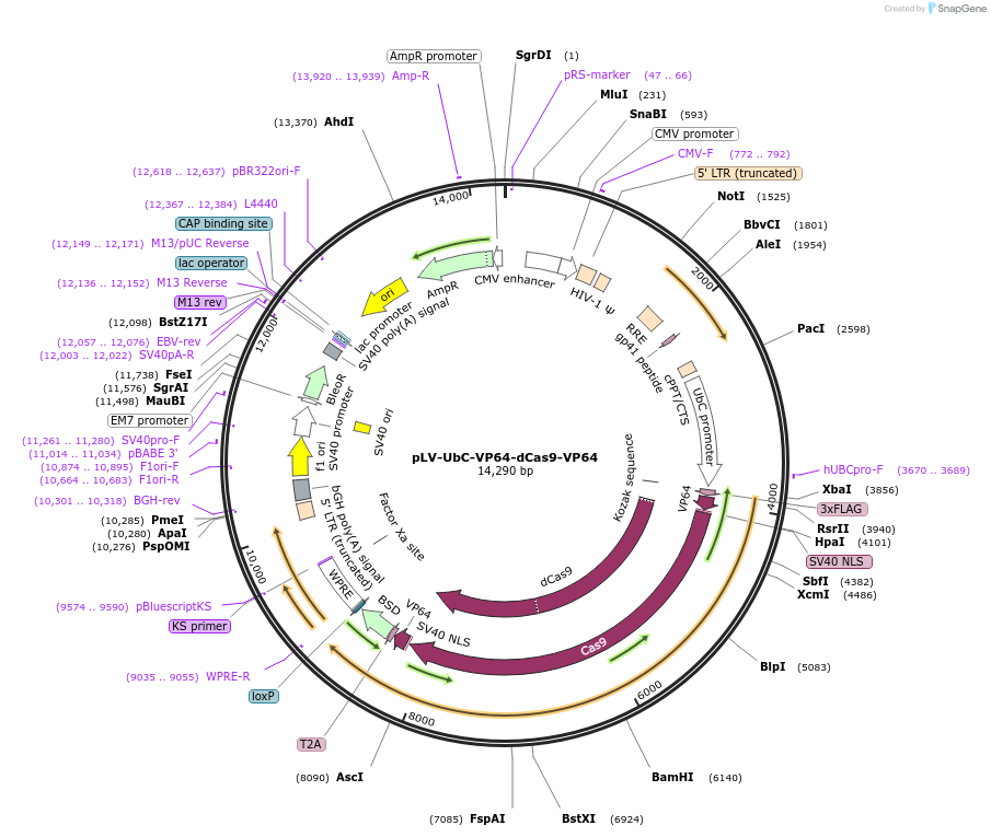 232179-plasmid-map-sequence-id-462962