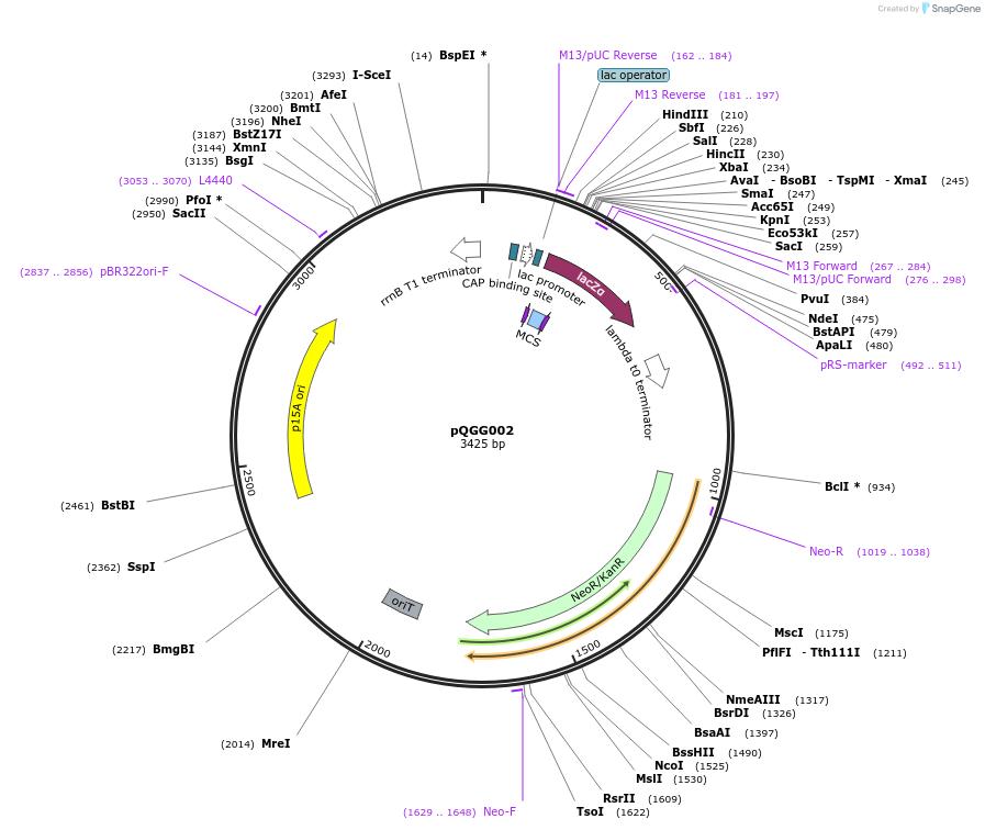 231329-plasmid-map-sequence-id-462968