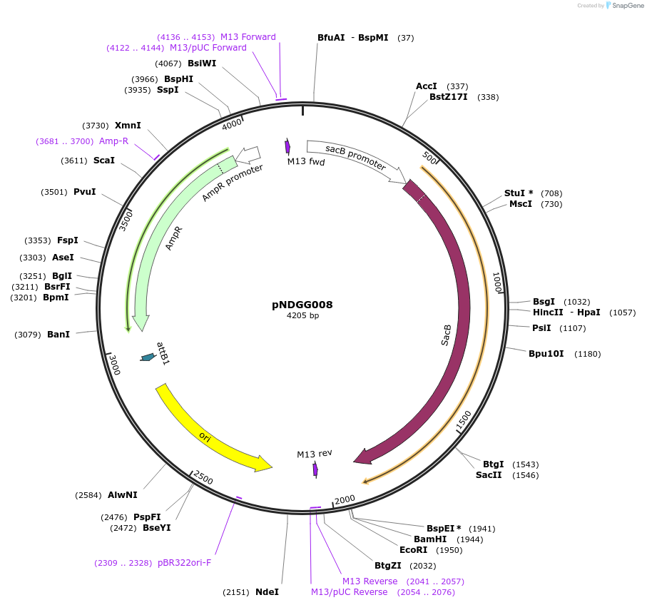 231312-plasmid-map-sequence-id-462975