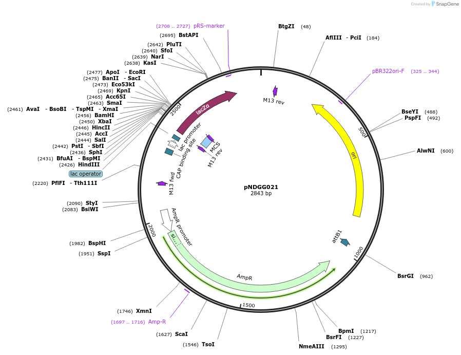 231305-plasmid-map-sequence-id-462977