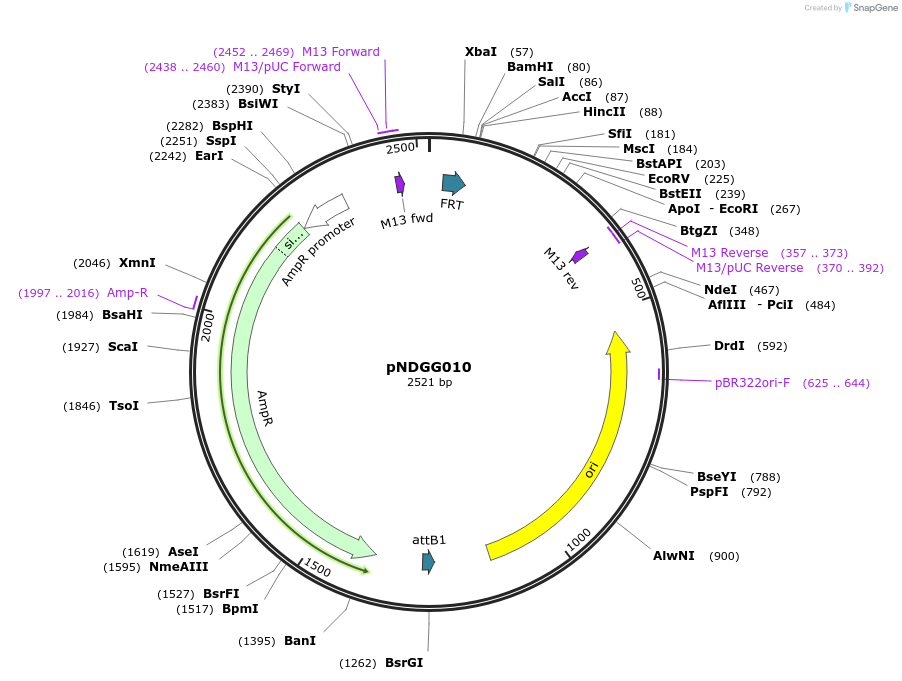 231315-plasmid-map-sequence-id-462987