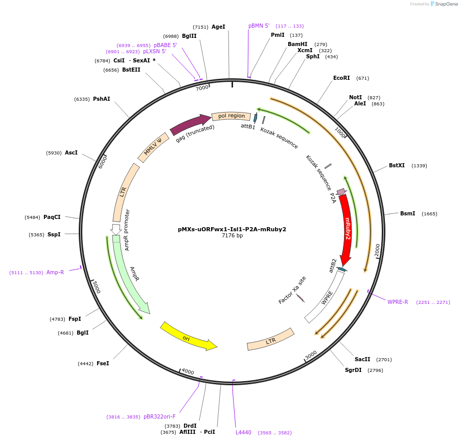 233170-plasmid-map-sequence-id-462992